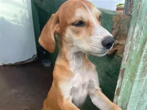 Cachorro raça SRD-ViraLata idade 1 ano nome Thor