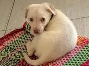 Cachorro raça SRD-ViraLata idade 2 a 6 meses nome Marley