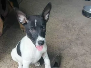 Cachorro raça SRD-ViraLata idade 2 a 6 meses nome Sem nome