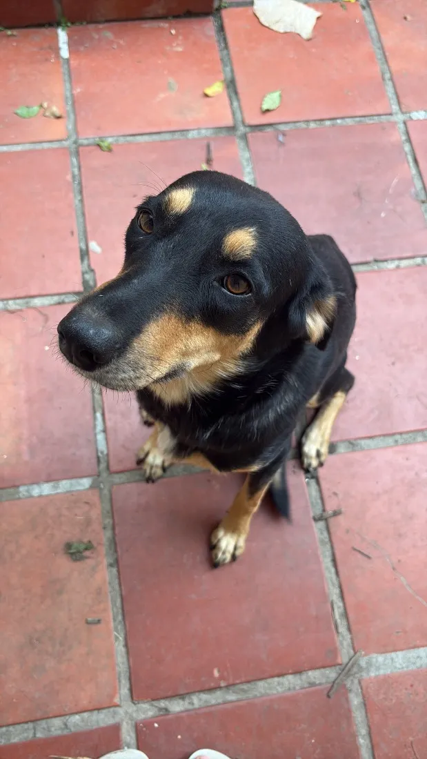 Cachorro raça SRD-ViraLata idade 2 anos nome Bisnaga
