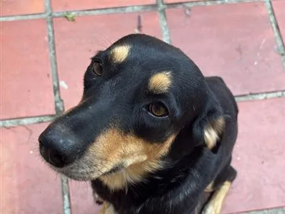 Cachorro raça SRD-ViraLata idade 2 anos nome Bisnaga
