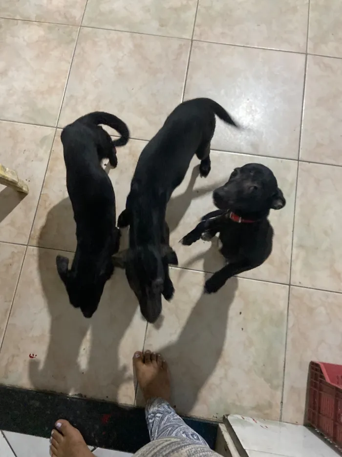 Cachorro raça Pinscher idade 7 a 11 meses nome Cristal amora e dindin