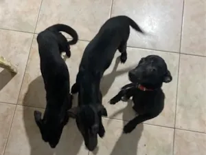 Cachorro raça Pinscher idade 7 a 11 meses nome Cristal amora e dindin