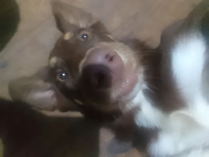 Cachorro raça SRD-ViraLata idade 7 a 11 meses nome Marley