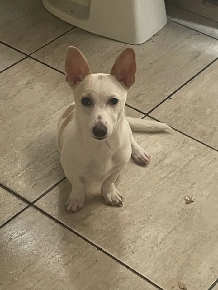 Cachorro raça SRD-ViraLata idade 2 a 6 meses nome Luna