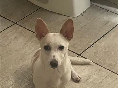 Cachorro raça SRD-ViraLata idade 2 a 6 meses nome Luna