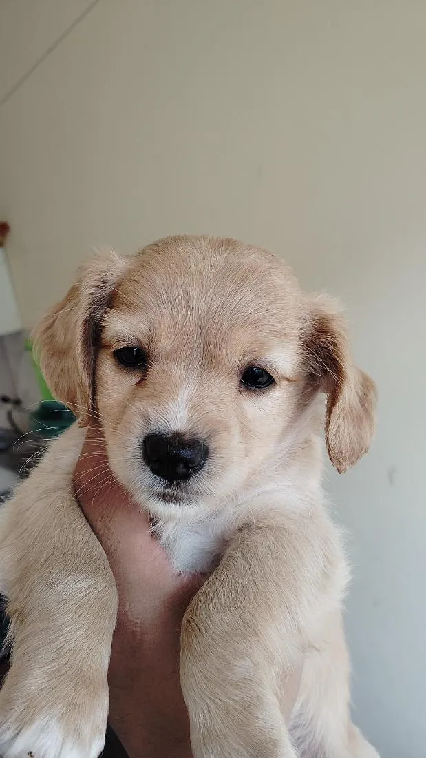 Cachorro raça Shitzu idade 2 a 6 meses nome sem nome