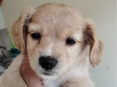 Cachorro raça Shitzu idade 2 a 6 meses nome sem nome