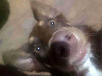 Cachorro raça SRD-ViraLata idade 7 a 11 meses nome Marley