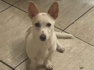 Cachorro raça SRD-ViraLata idade 2 a 6 meses nome Luna