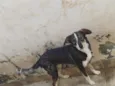 Maia 