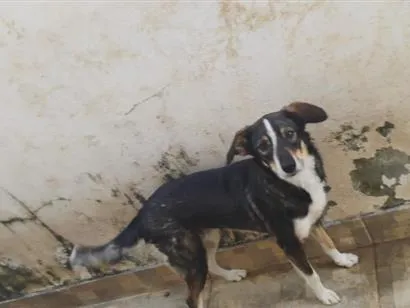 Cachorro raça SRD-ViraLata idade 2 anos nome Maia 