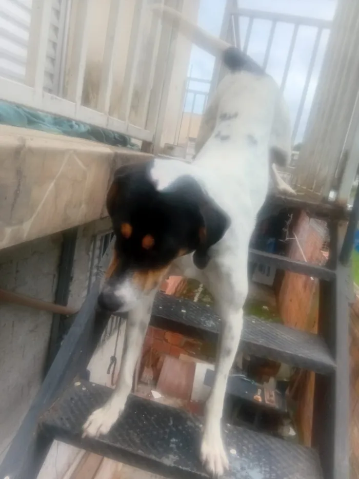 Cachorro raça SRD-ViraLata idade 2 a 6 meses nome sparque 
