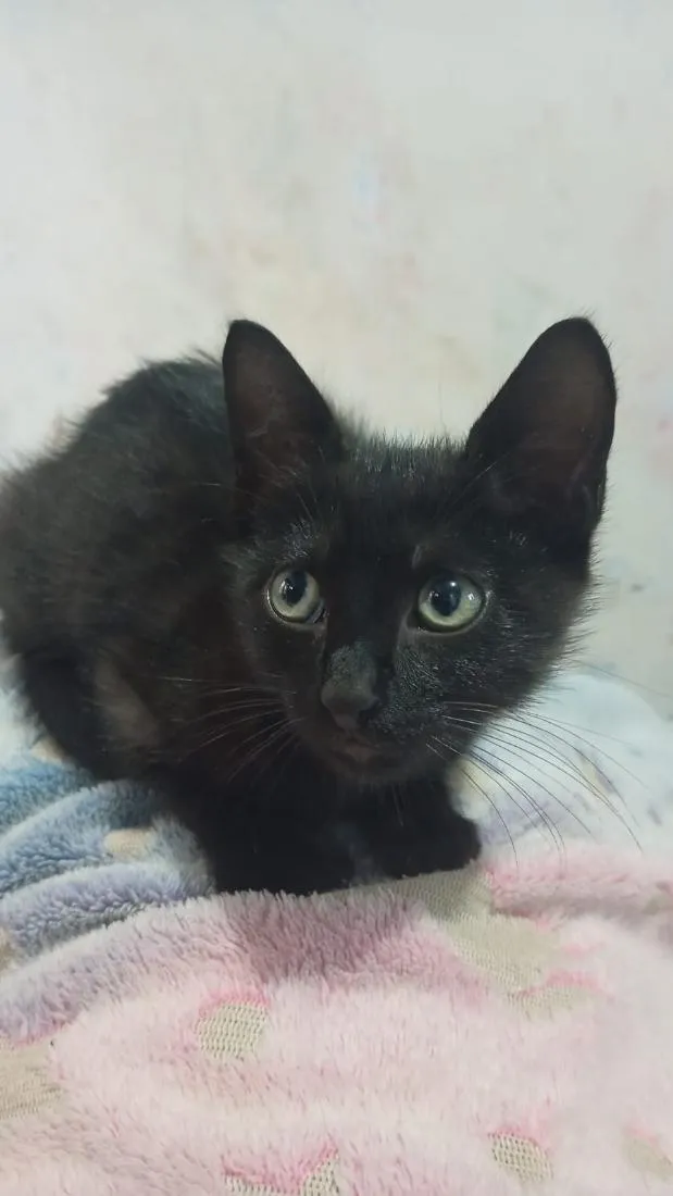 Gato raça SRD-ViraLata idade 2 a 6 meses nome Agnês 