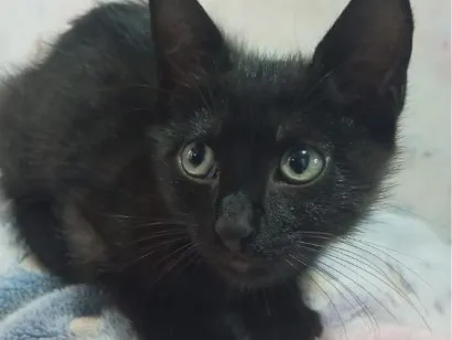 Gato raça SRD-ViraLata idade 2 a 6 meses nome Agnês 