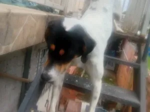 Cachorro raça SRD-ViraLata idade 2 a 6 meses nome sparque 