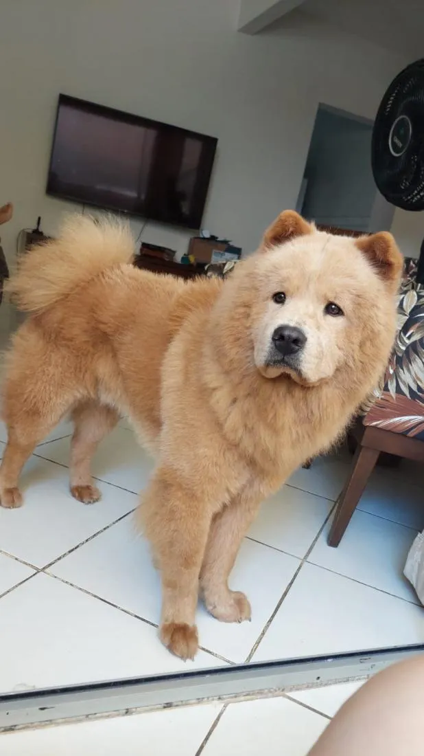 Cachorro raça SRD-ViraLata idade 2 anos nome Lion