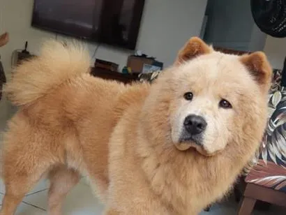 Cachorro raça SRD-ViraLata idade 2 anos nome Lion