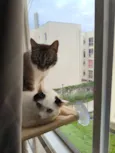 Junior e Pérola