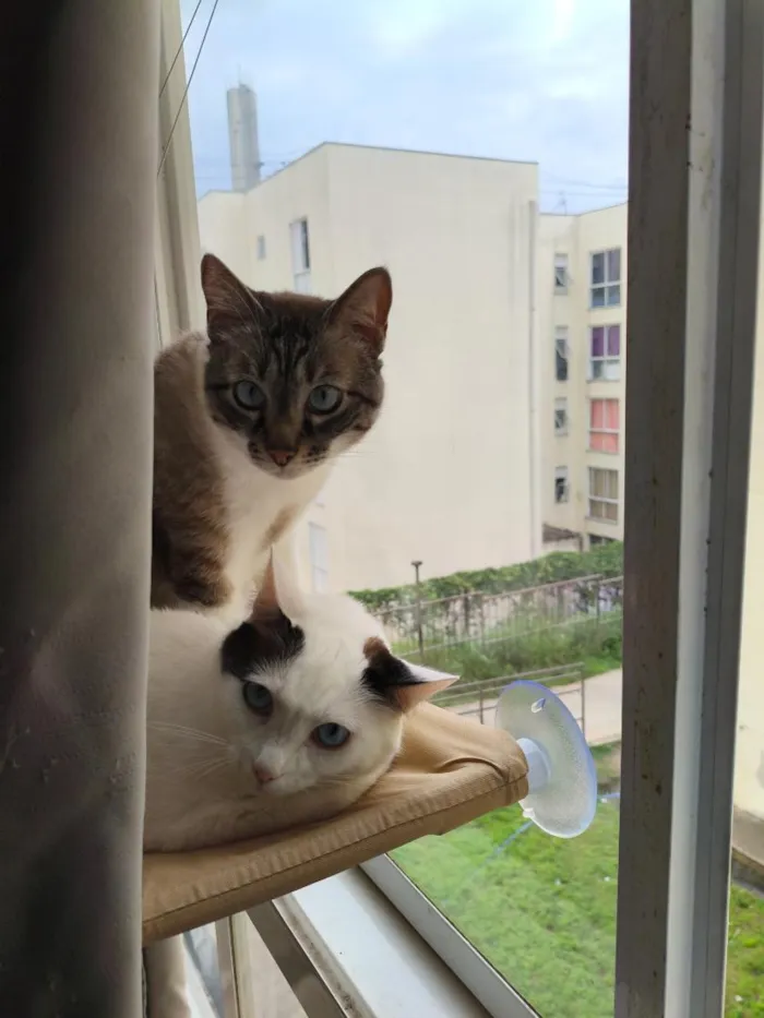 Gato raça SRD-ViraLata idade 3 anos nome Junior e Pérola