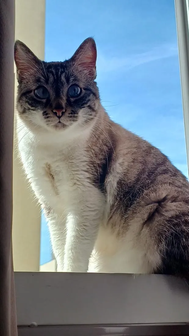 Gato raça SRD-ViraLata idade 3 anos nome Junior e Pérola