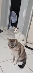 Junior e Pérola