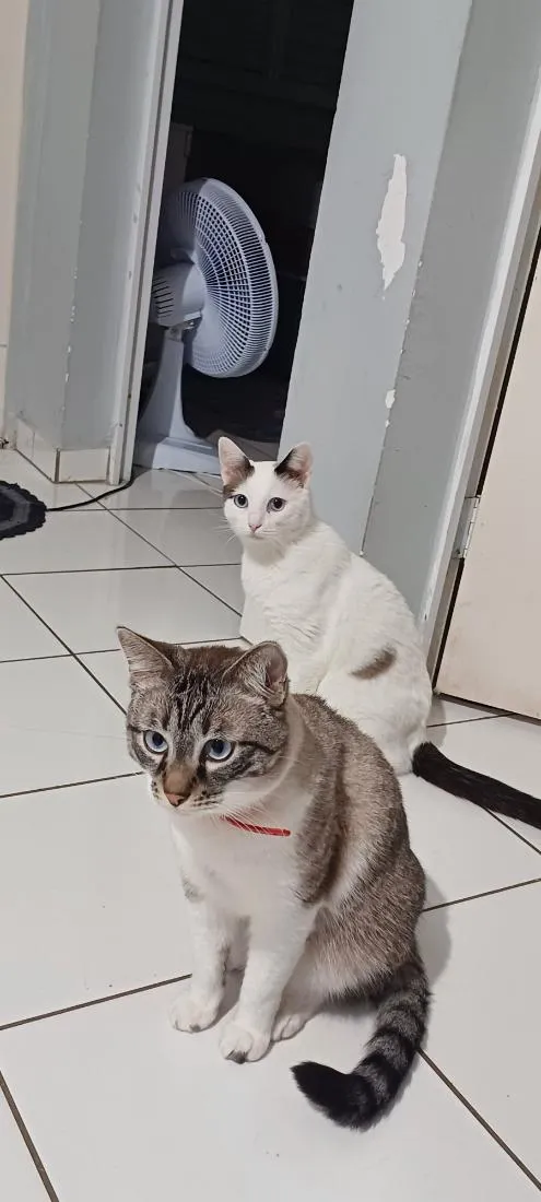 Gato raça SRD-ViraLata idade 3 anos nome Junior e Pérola
