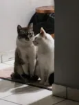 Junior e Pérola