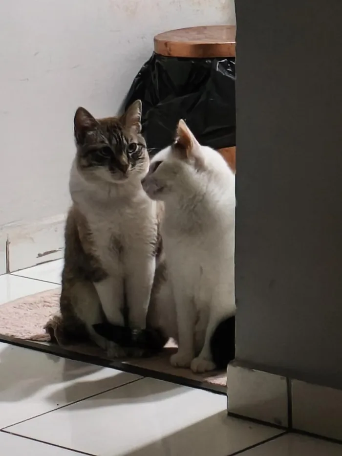 Gato raça SRD-ViraLata idade 3 anos nome Junior e Pérola