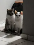 Junior e Pérola
