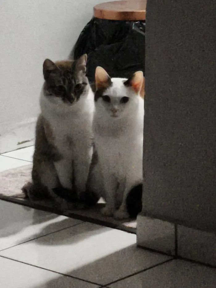 Gato raça SRD-ViraLata idade 3 anos nome Junior e Pérola