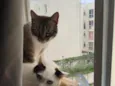 Junior e Pérola