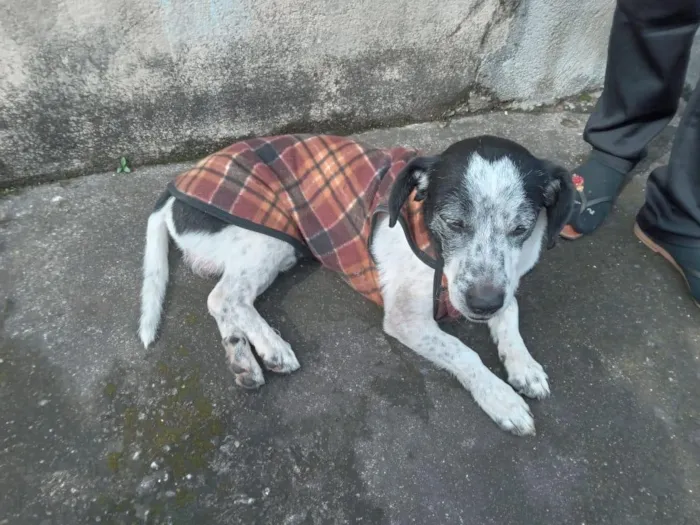 Cachorro raça SRD-ViraLata idade 6 ou mais anos nome não sei