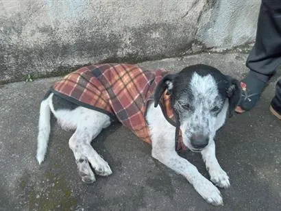 Cachorro raça SRD-ViraLata idade 6 ou mais anos nome não sei