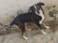 Maia 