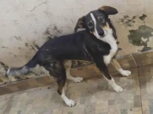 Cachorro raça SRD-ViraLata idade 2 anos nome Maia 