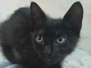 Gato raça SRD-ViraLata idade 2 a 6 meses nome Agnês 