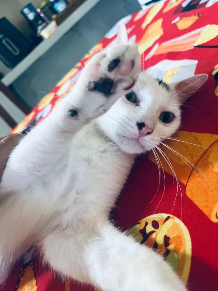 Gato raça SRD-ViraLata idade 1 ano nome Akira
