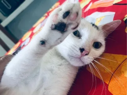 Gato raça SRD-ViraLata idade 1 ano nome Akira