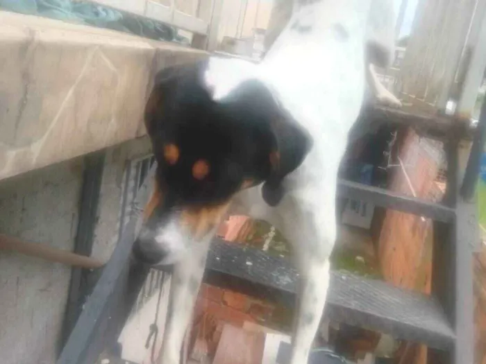 Cachorro raça SRD-ViraLata idade 2 a 6 meses nome sparque 