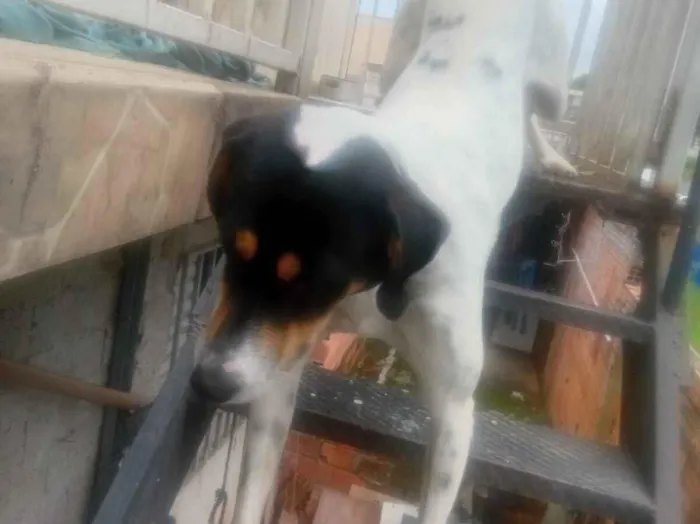 Cachorro raça SRD-ViraLata idade 2 a 6 meses nome sparque 