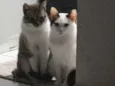 Junior e Pérola