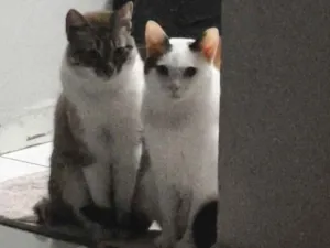 Gato raça SRD-ViraLata idade 3 anos nome Junior e Pérola