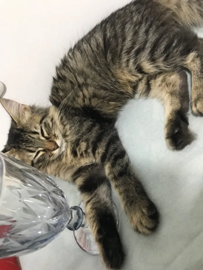 Gato raça Siamês idade 2 a 6 meses nome Hotel