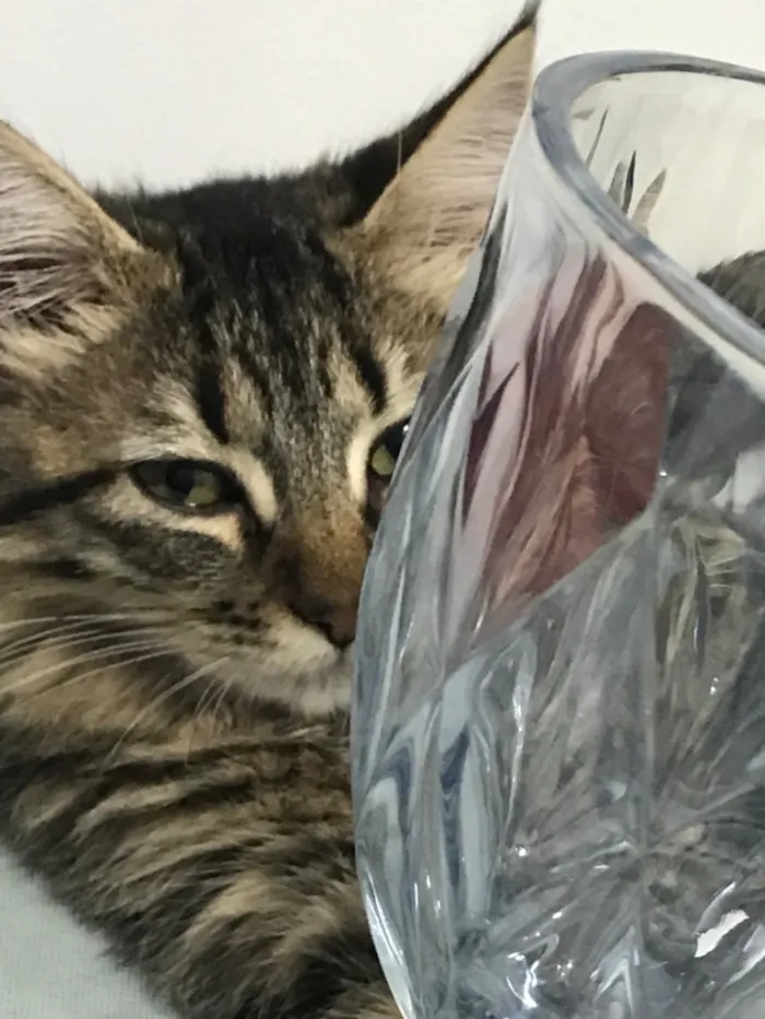 Gato raça Siamês idade 2 a 6 meses nome Hotel