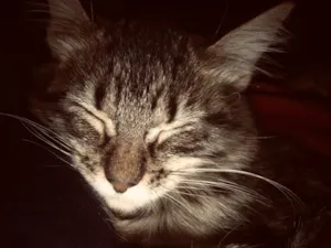 Gato raça Siamês idade 2 a 6 meses nome Hotel