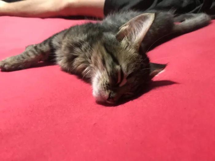 Gato raça Siamês idade 2 a 6 meses nome Hotel