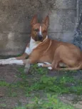 Félix