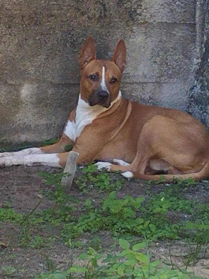 Cachorro raça SRD-ViraLata idade 4 anos nome Félix