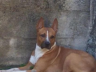 Cachorro raça SRD-ViraLata idade 4 anos nome Félix